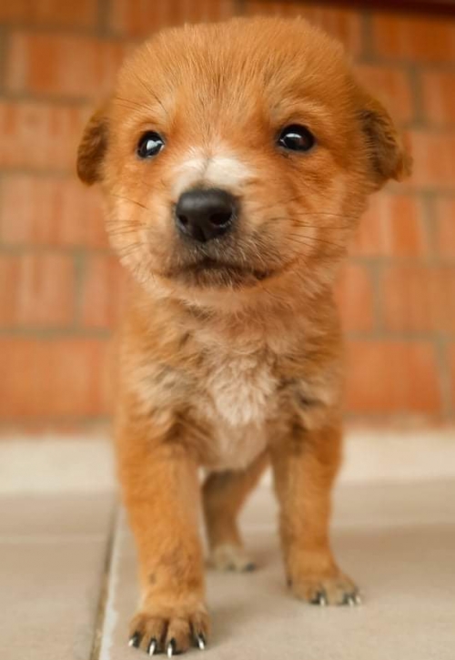 მეტისი ნაპოვნიაჯინო ფერეიდასის ტერიტორიაზე