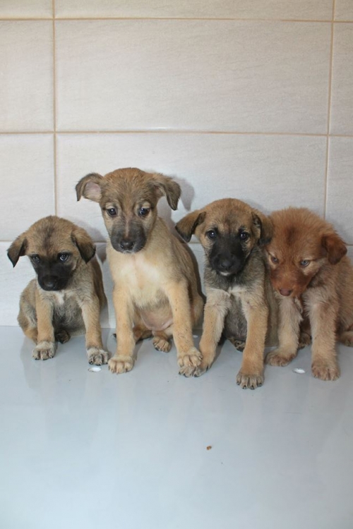 მეტისის ლეკვები უსახელო