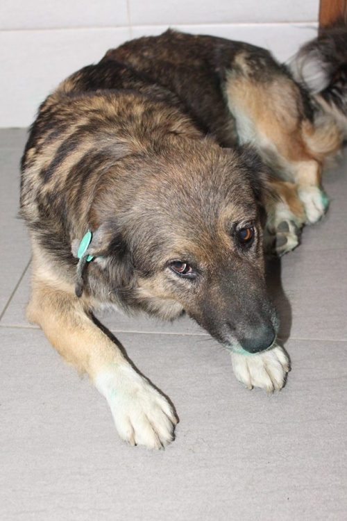 მეტისი უსახელო