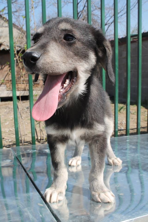 მეტისი უსახელო