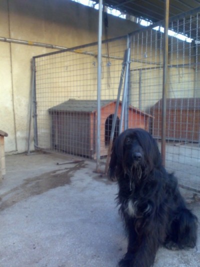 * გაჩუქებულები რიკი