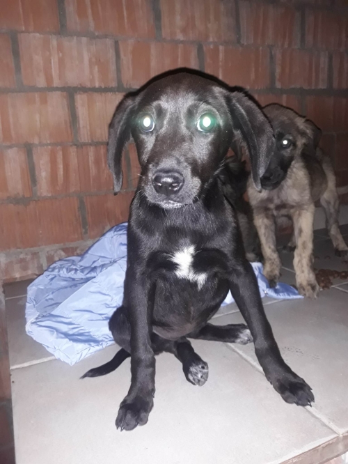 მეტისი უსახელო