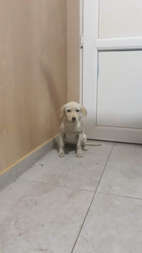 მეტისი უსახელო