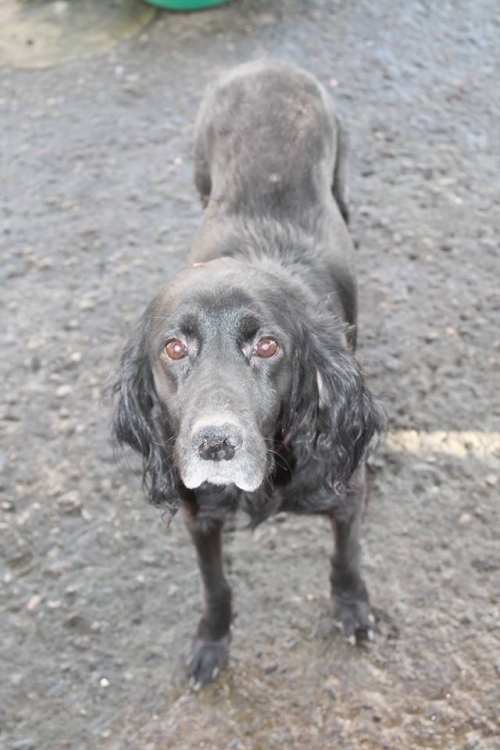 სეტერი ლავერაკი ბუბუ