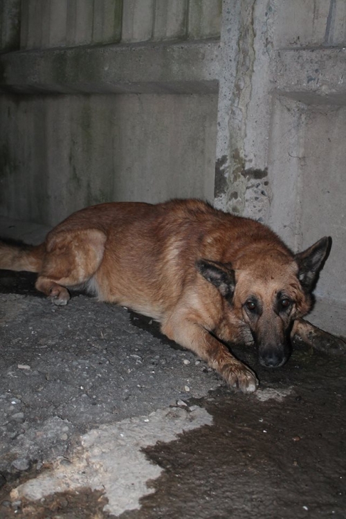 ბელგიური ნაგაზი რიჩი