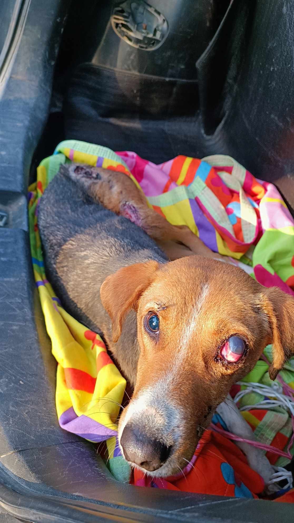 მეტისი. გურჯაანი