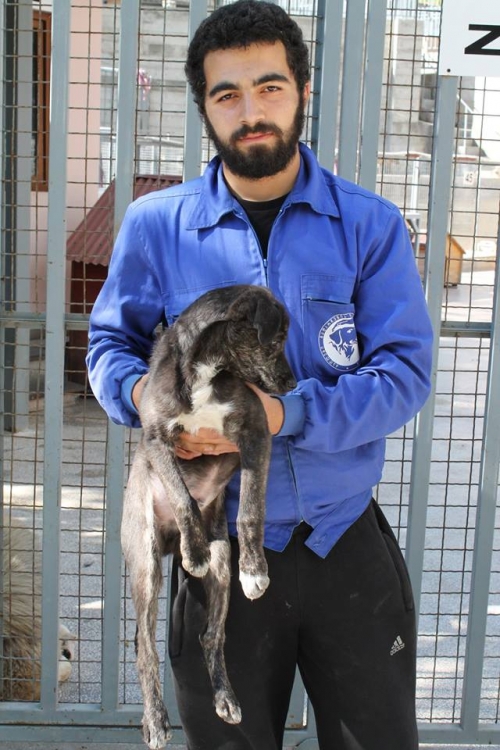 მეტისი უსახელო