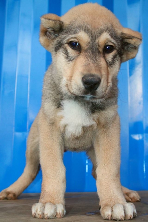 ქართული ნაგაზი ბოთე