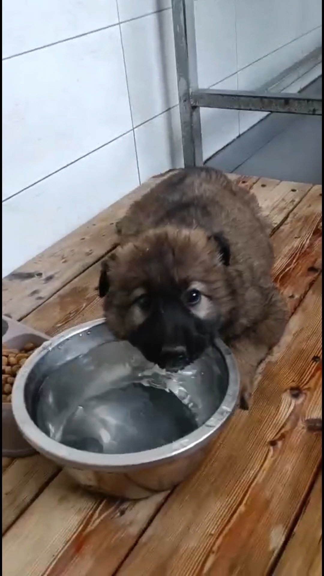 მეტისი. ქავთარაძე