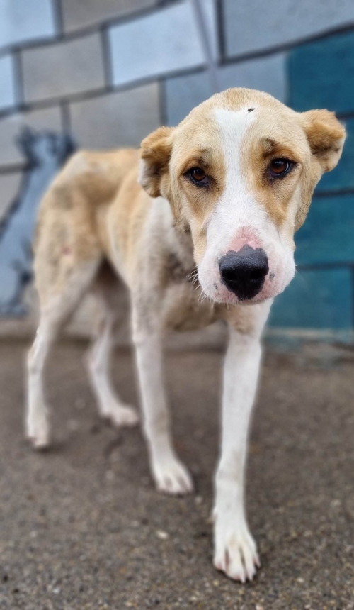 მეტისი ლაგოდეხის რ.სოფ. ვარდისუბანი.