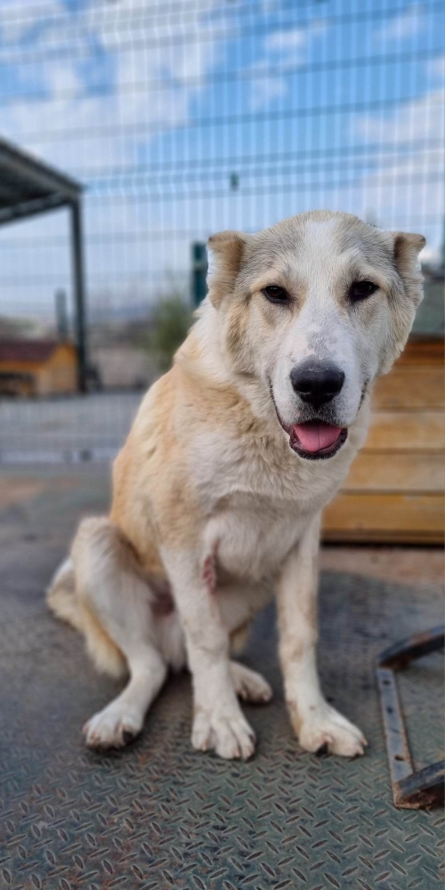 ქართული ქოფაკი კახეთის გზა