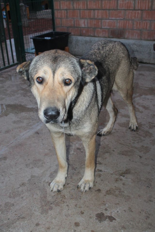 ყაზბეგური ნაგაზი ლინდა