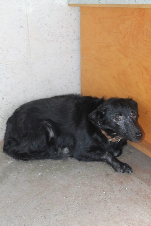 მეტისი ლედი