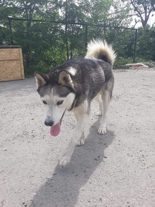 ლაიკა ჯოი