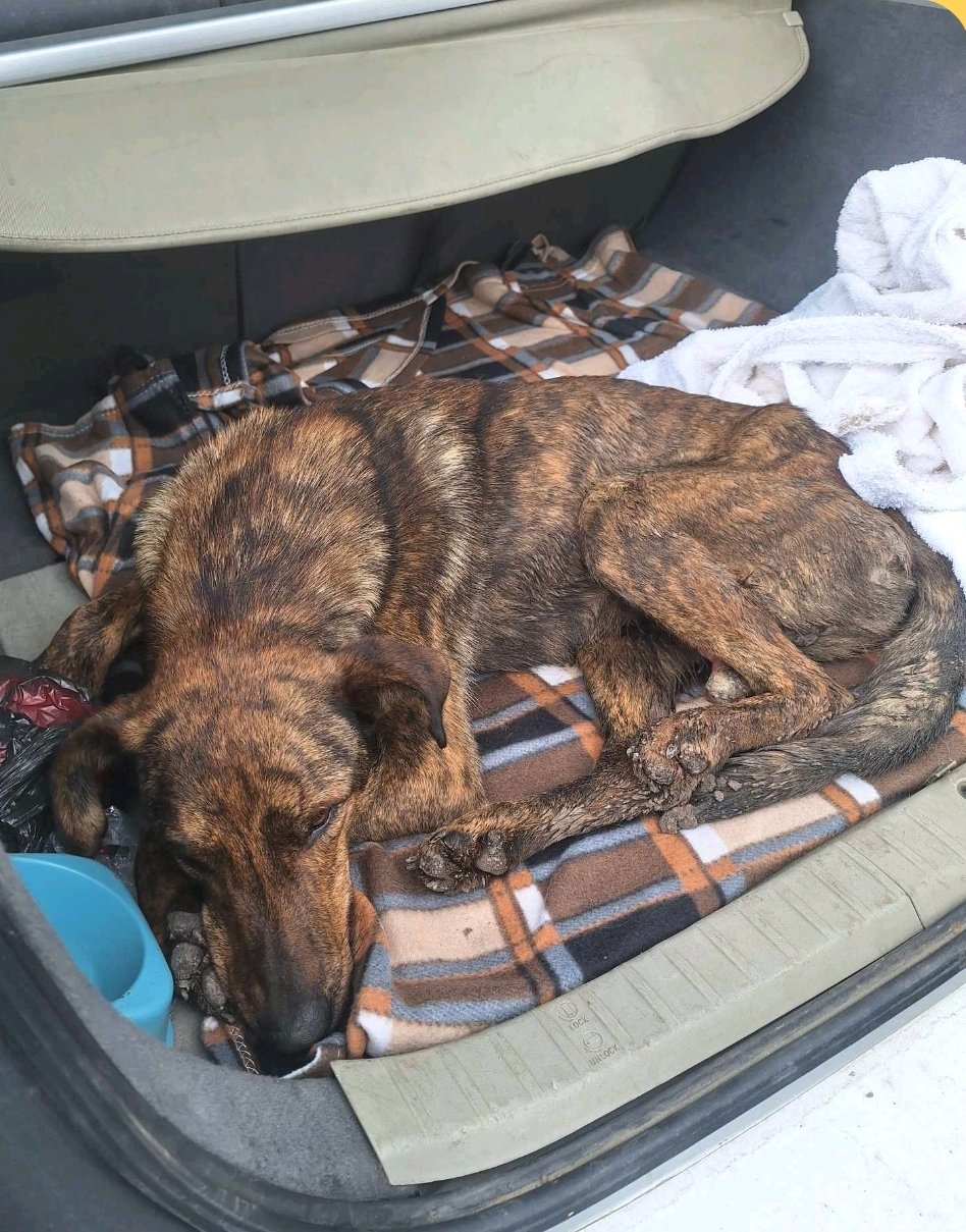 მეტისი. მირზაანი ,,ვილაჯიო"