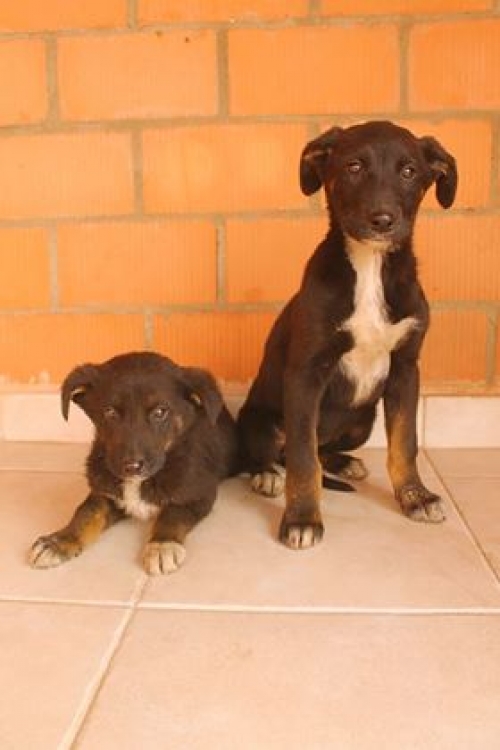 მეტისი უსახელო