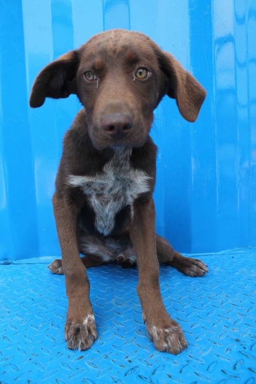 ლაბრადორის მეტისი უსახელო