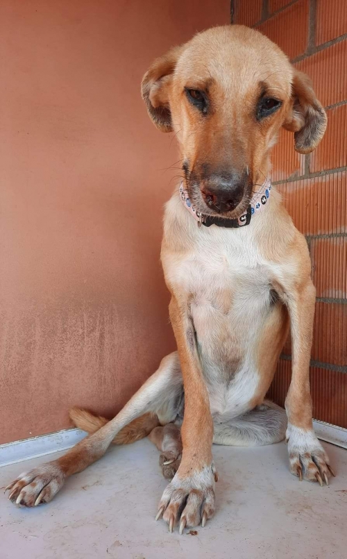 მეტისი კახეთი დათო აგლაძე