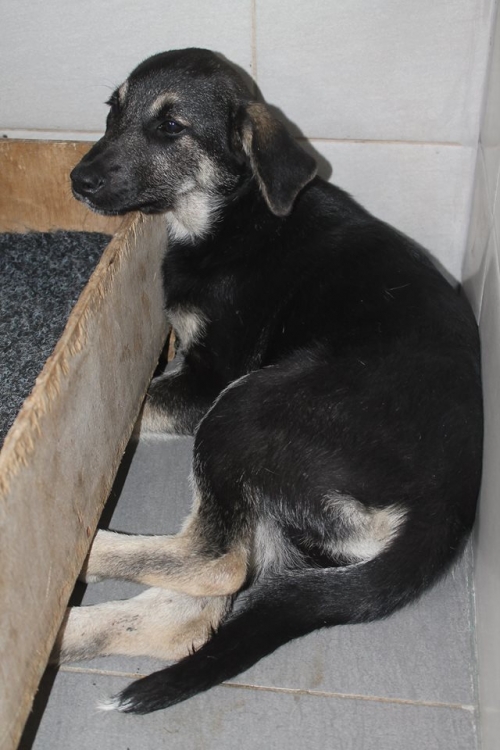 მეტისი უსახელო