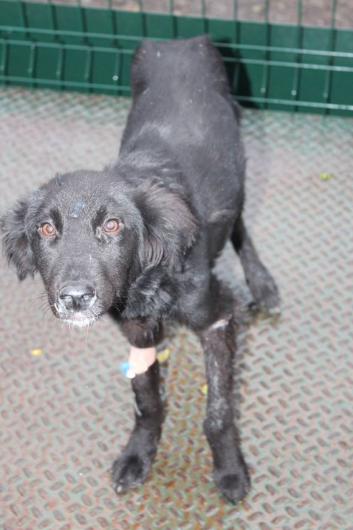 მეტისი ჯინჯერი