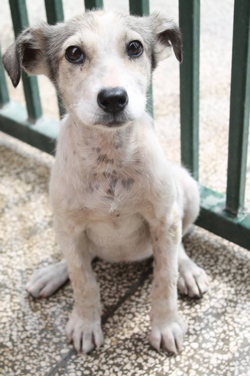 მეტისი უსახელო