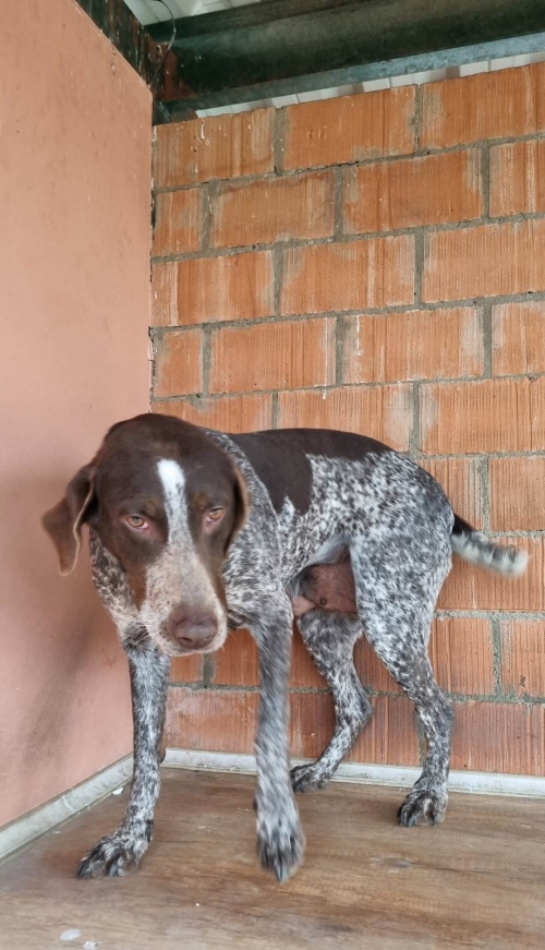 კურცხაარი ჩააბარა უცხოელმა