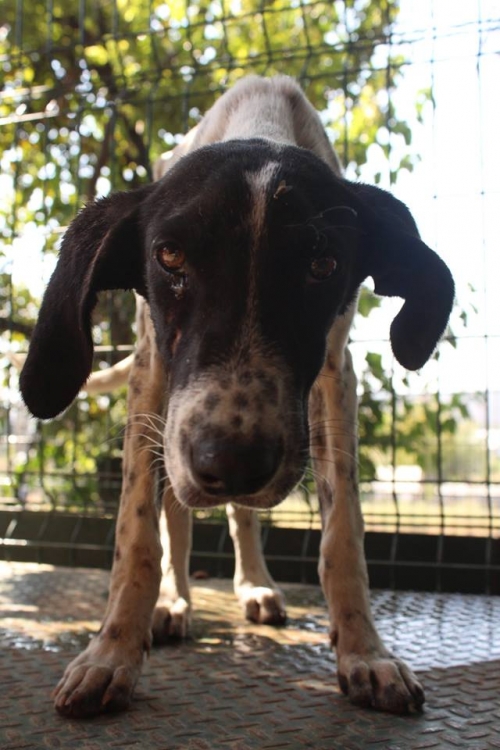 მეტისი უსახელო