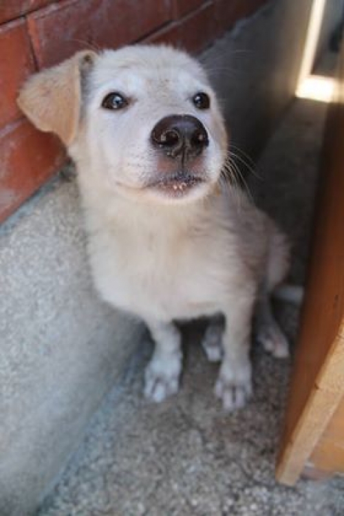 მეტისი უსახელო