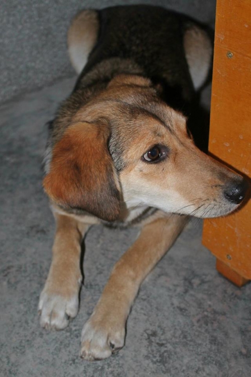 მეტისი უსახელო