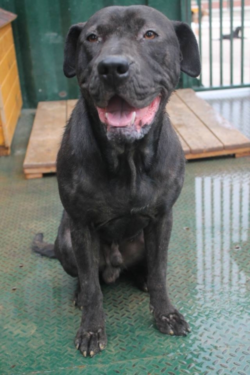 კანე კორსო უსახელო