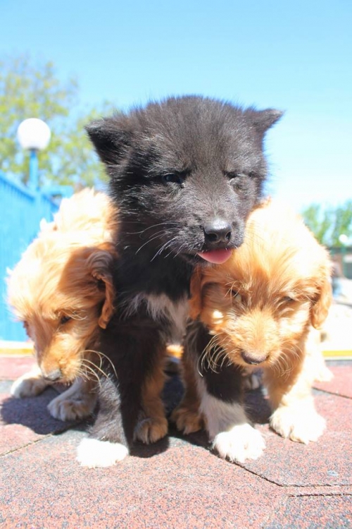 მეტისის ლეკვები უსახელო