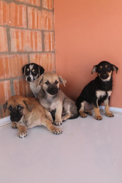 მეტისის ლეკვები უსახელო