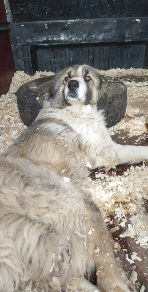 ქართული ქოფაკი ახალციხე