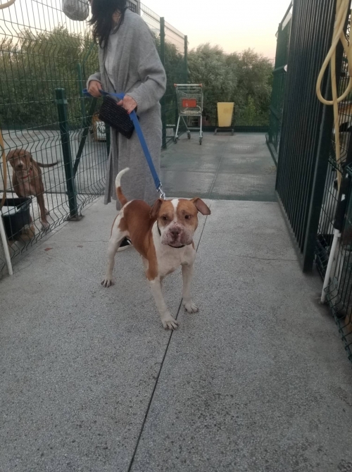 პიტი გიორგი ბრწყინვალეს 30 ნომერთან ნაპოვნია