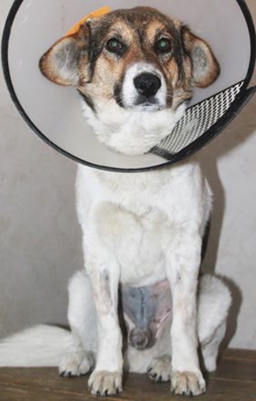 მეტისი უსახელო