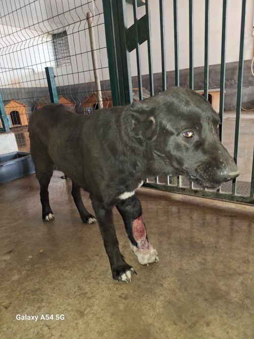 ქართული ქოფაკი თელეთი