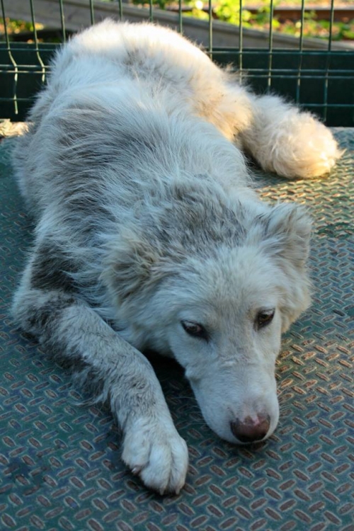 ქართული ქოფაკი უსახელო