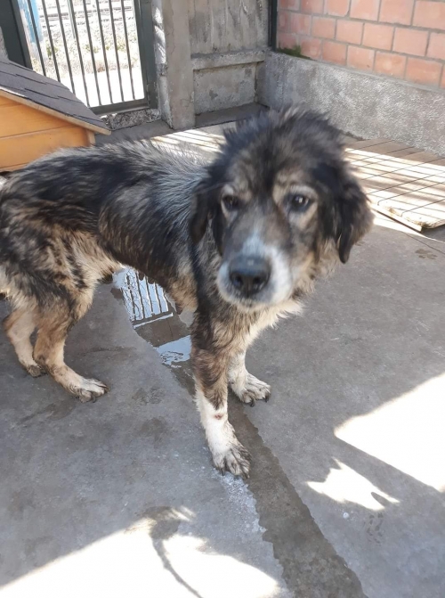 ქართული ნაგაზი ლეგა