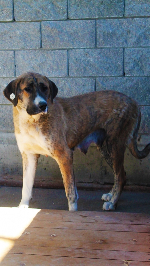 მეტისი უსახელო