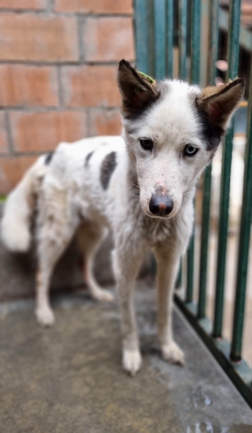 ლაიკა მარნეული