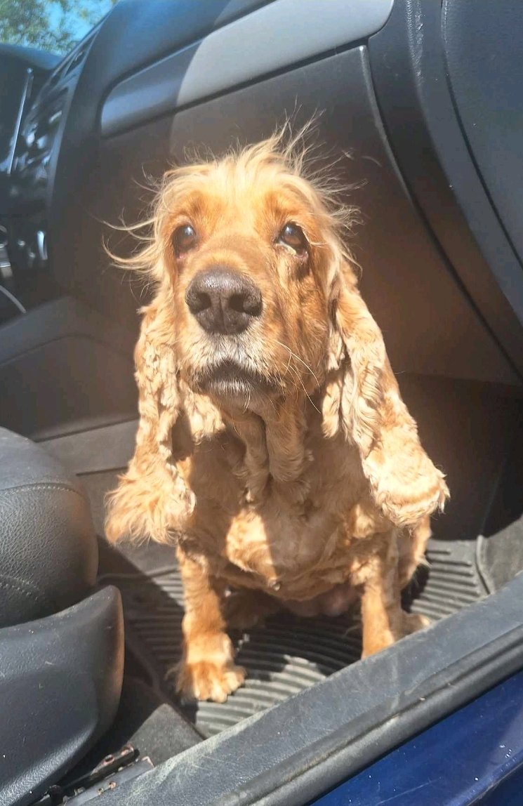 კოკერსპანიელი. გლდანი