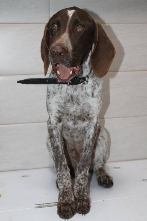 კურცხაარი უსახელო