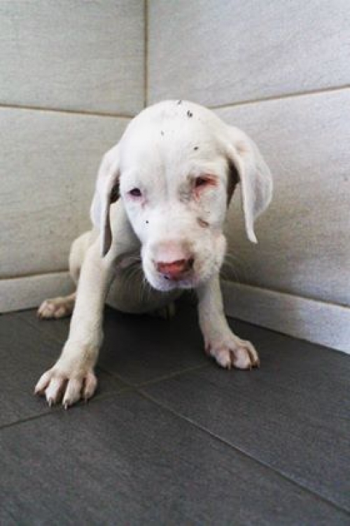 მეტისი უსახელო