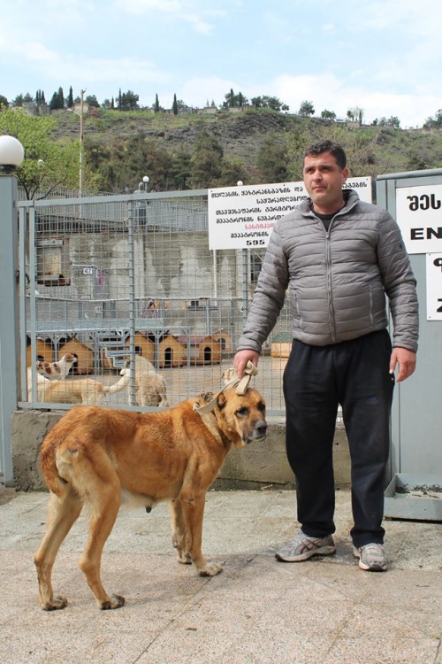ქართული ნაგაზი თერგა