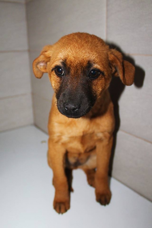 მეტისი უსახელო