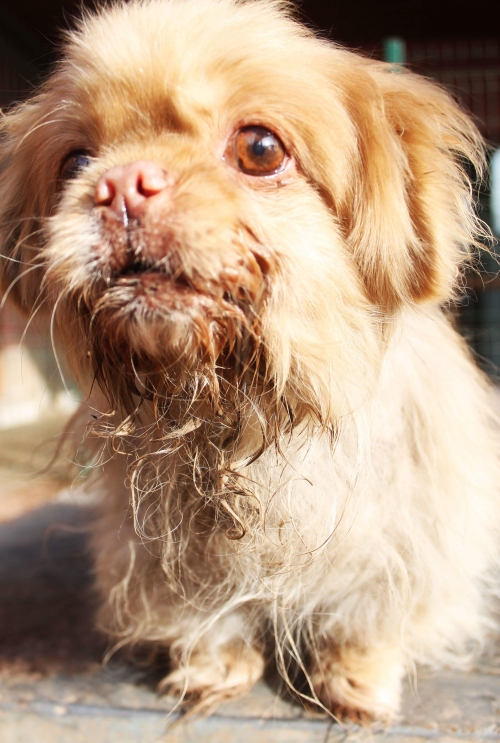 პეკინესი უსახელო