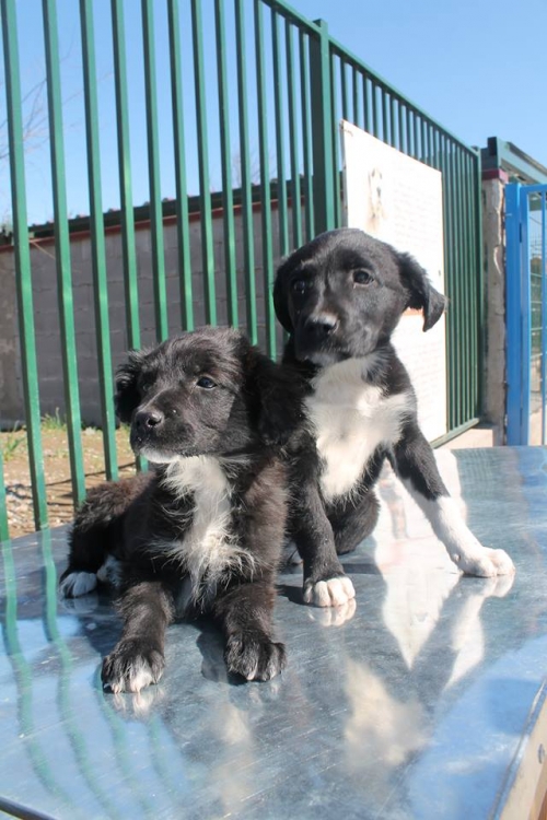 მეტისი უსახელო