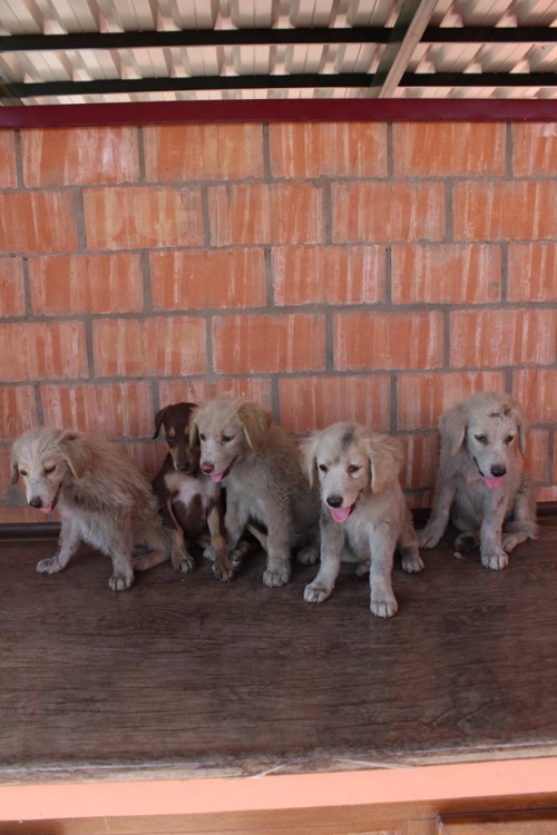 მეტისის ლეკვები უსახელო