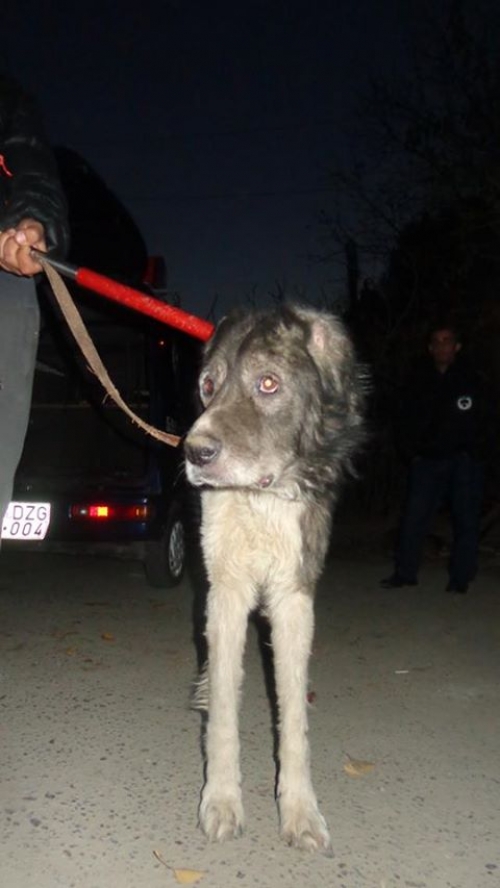 ქართული ნაგაზი ლომა