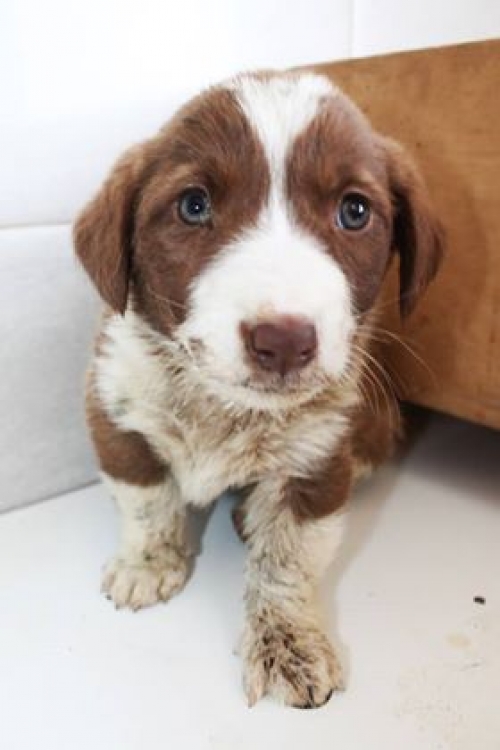 მეტისი უსახელო